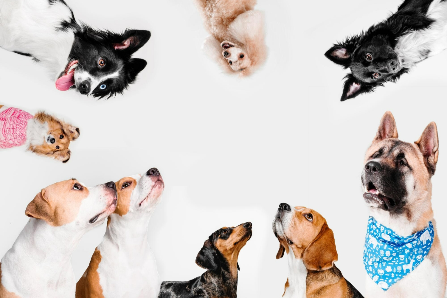 Dog-Inspired Living - Successo Tail-Wagging